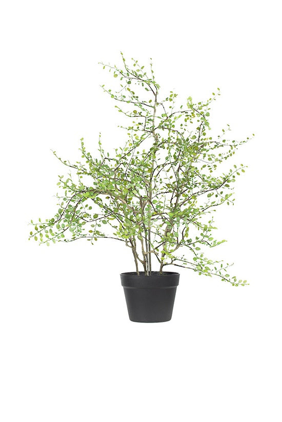 Angel Vine Potted Plant
