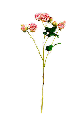Bourbon Rose Spray - Soft Pink