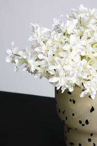Dendrobium Bundle - White