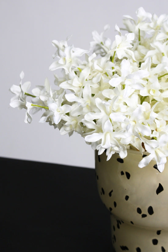 Dendrobium Bundle - White