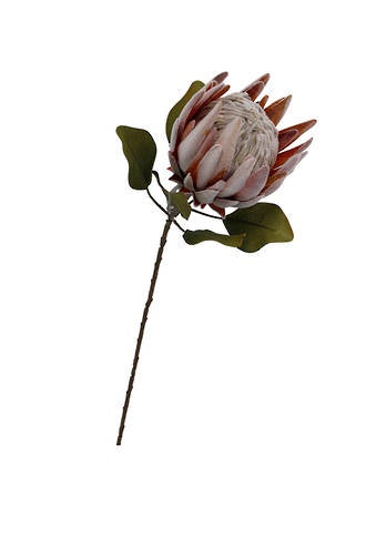 King Protea - Pink/Rust