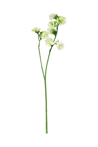 Sweat Pea - Cream