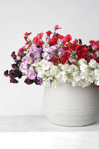 Sweat Pea - Cream